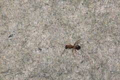 Camponotus carin