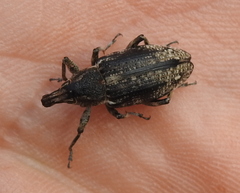 Asproparthenis punctiventris
