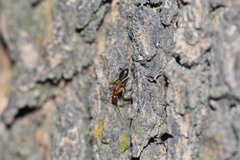 Camponotus carin