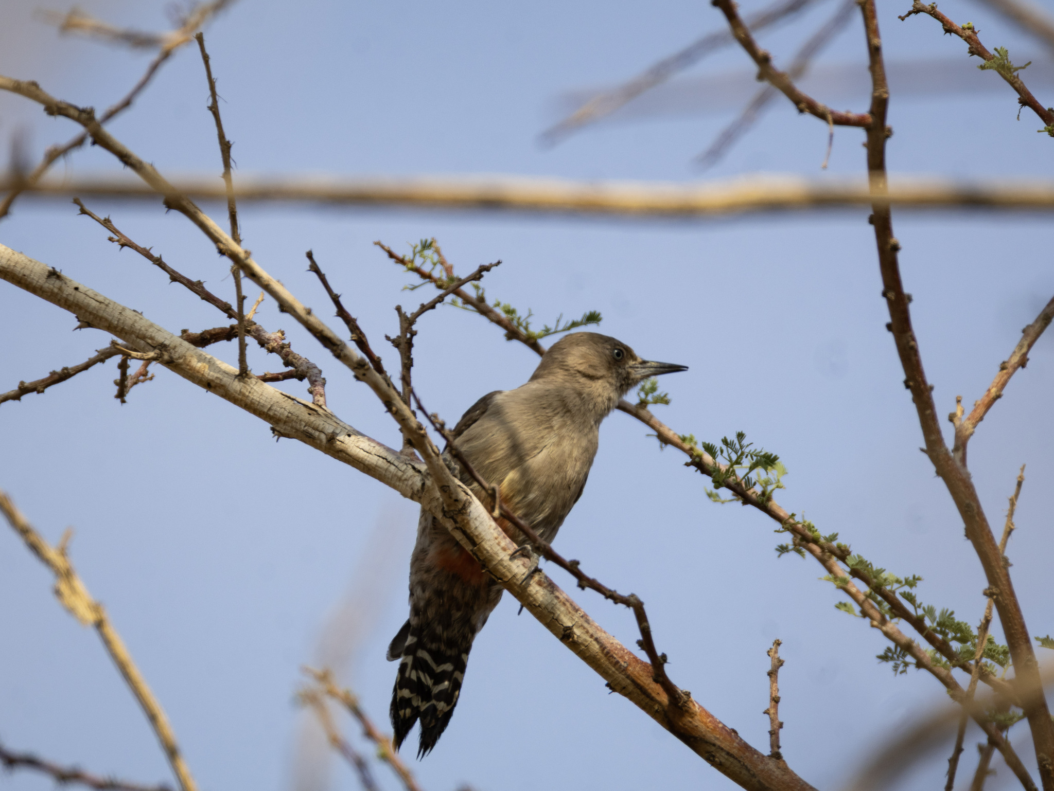 Arabian Woodpecker (Dendrocoptes dorae), photo 1
