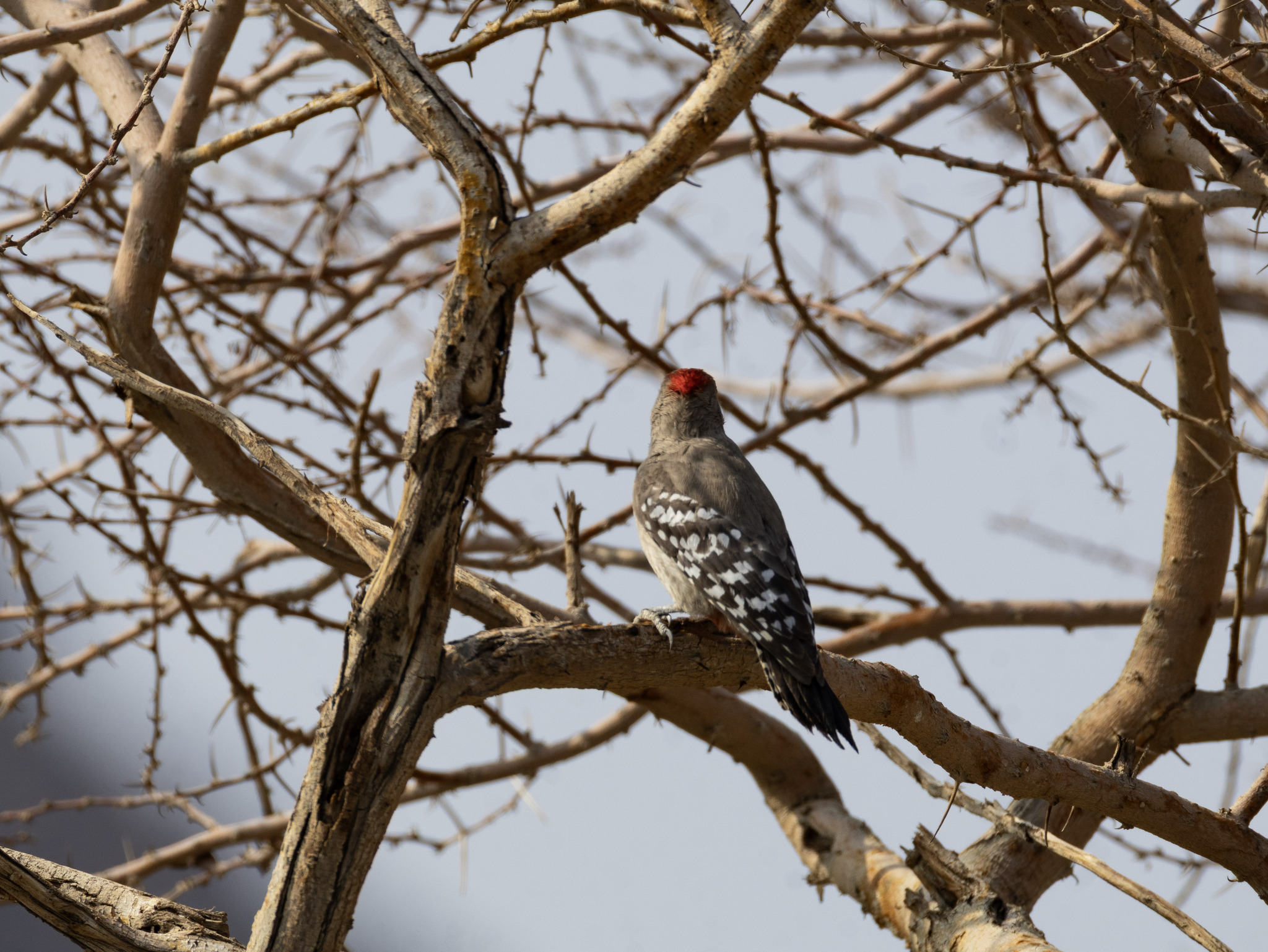 Arabian Woodpecker (Dendrocoptes dorae), photo 2