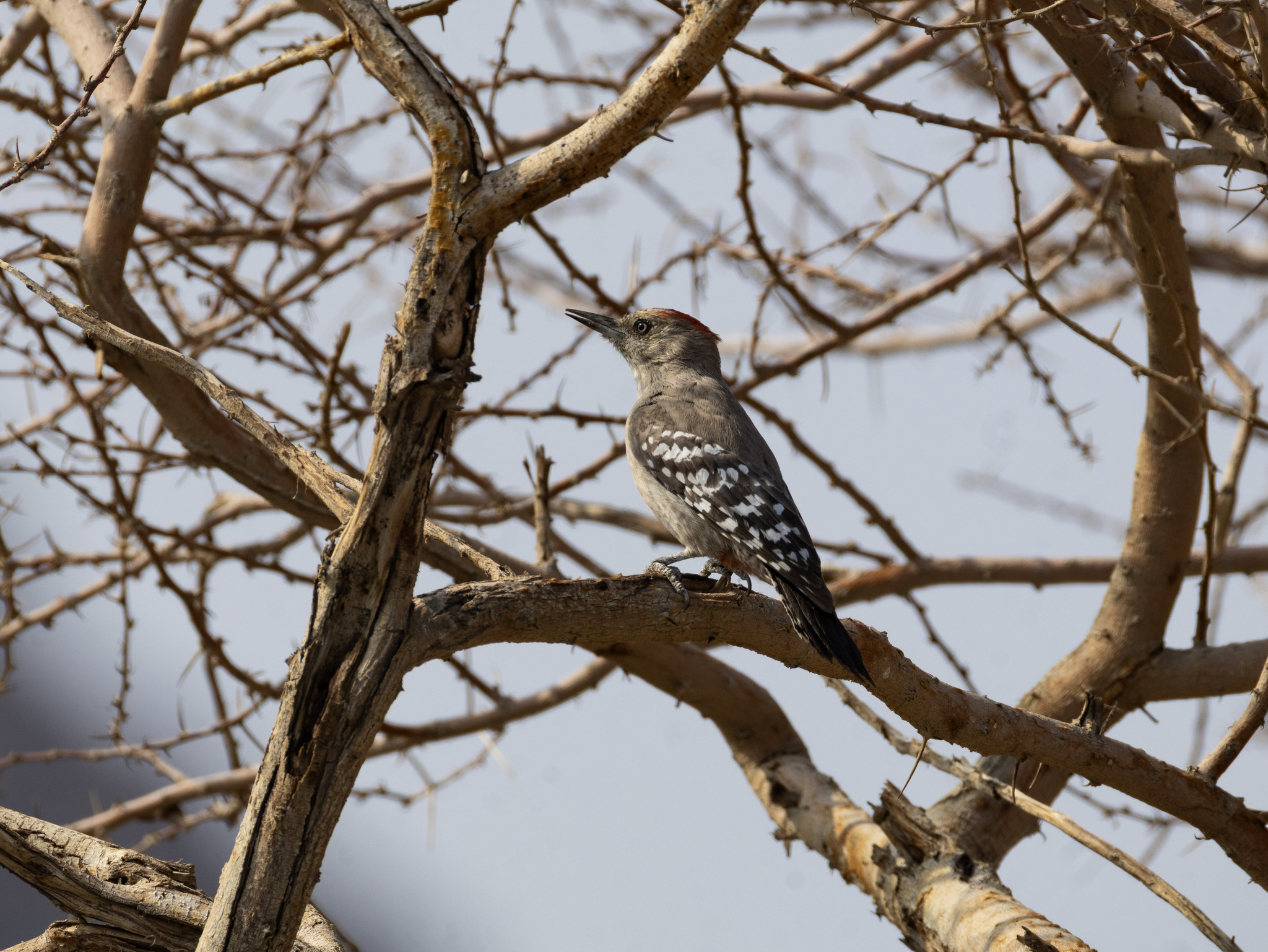 Arabian Woodpecker (Dendrocoptes dorae), photo 3