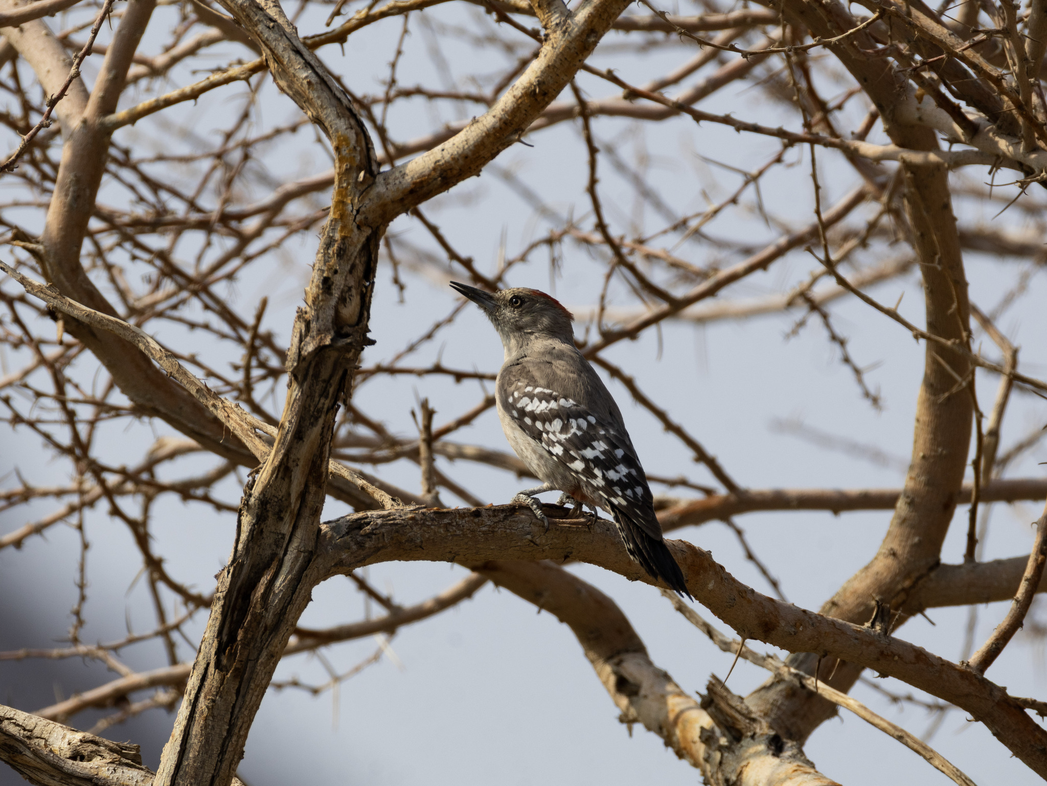 Arabian Woodpecker (Dendrocoptes dorae), photo 4