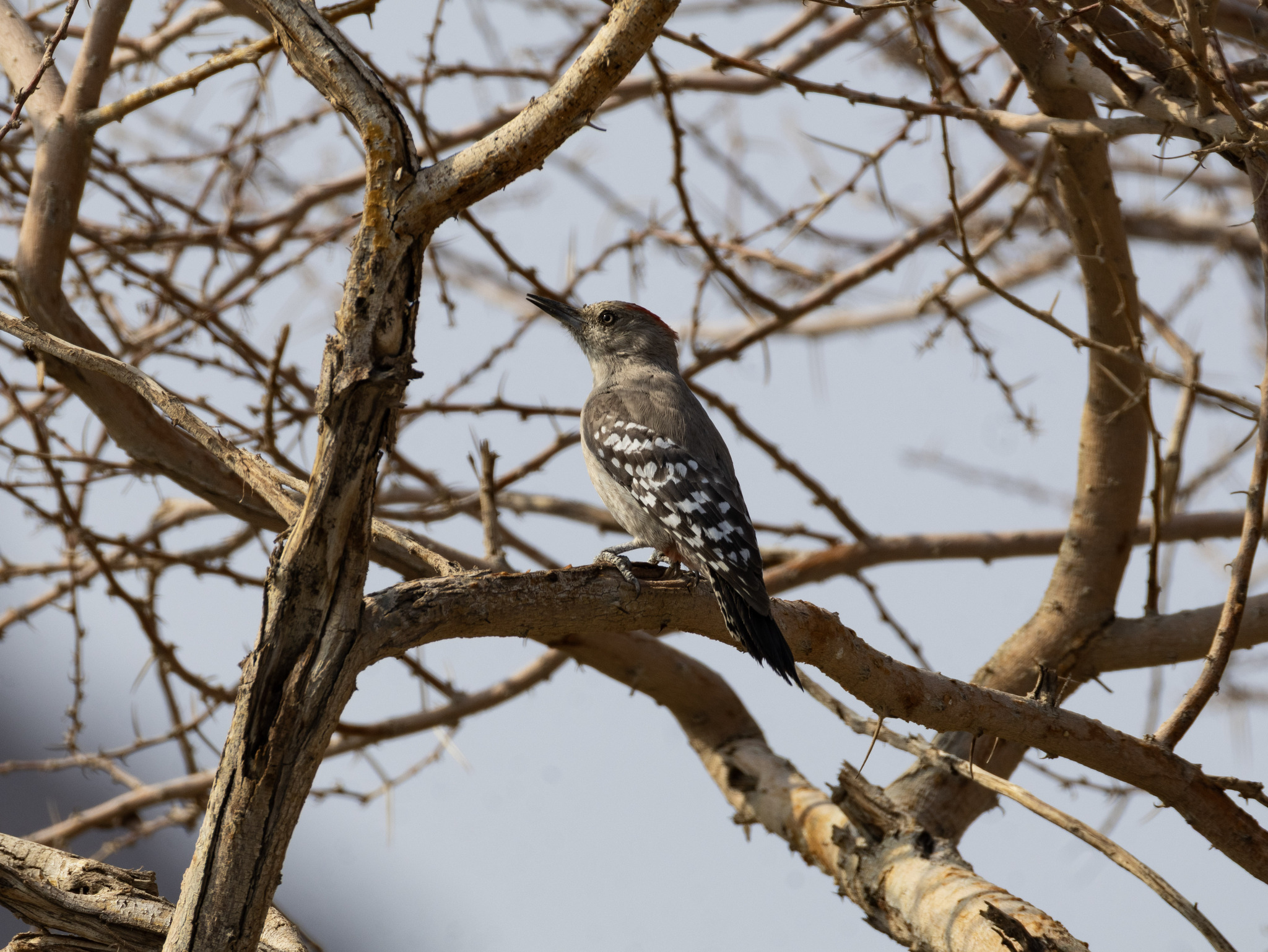 Arabian Woodpecker (Dendrocoptes dorae), photo 5