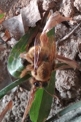 Xylocopa tranquebarica
