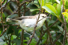 Gerygone albofrontata