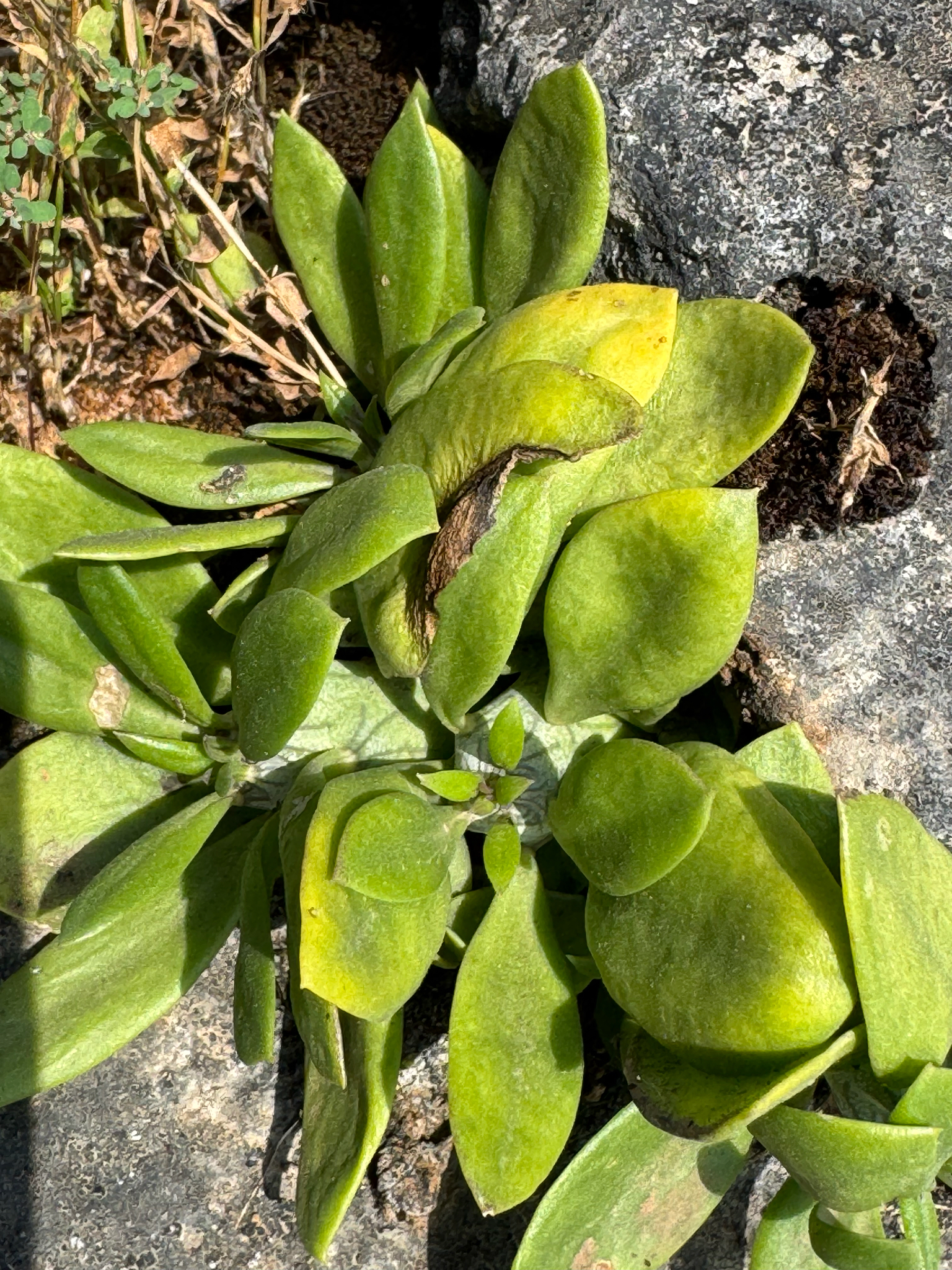 Kleinia saginata P.Halliday