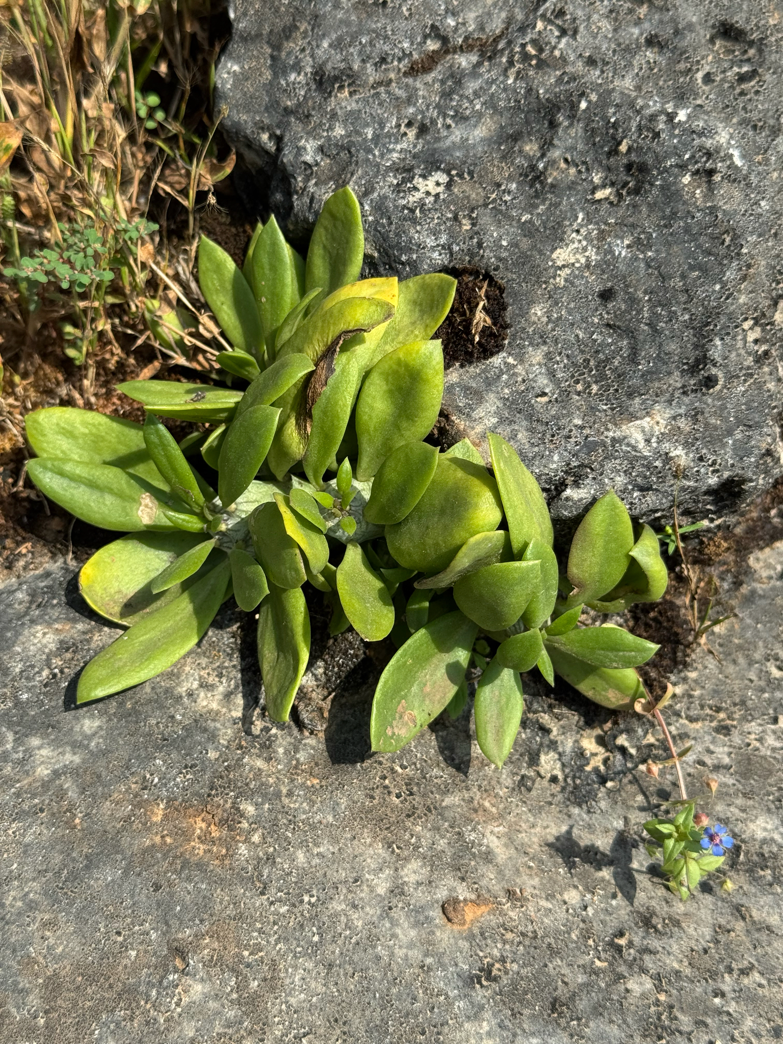 Kleinia saginata P.Halliday 2