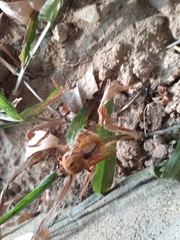 Xylocopa tranquebarica