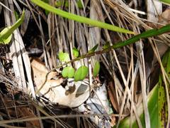 Carmichaelia australis