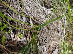 Carmichaelia australis
