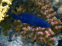 Slender Grouper photo 3