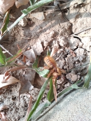 Xylocopa tranquebarica