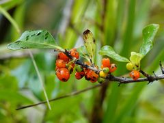Coprosma macrocarpa minor