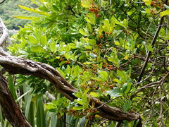 Coprosma macrocarpa minor