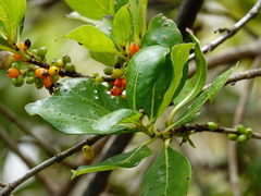 Coprosma macrocarpa minor