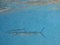 Red Sea Halfbeak photo 2