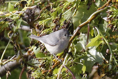 Lucy's Warbler photo 5