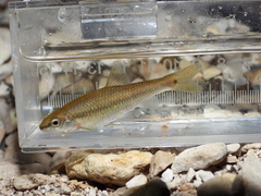 Nueces Roundnose Minnow photo 2