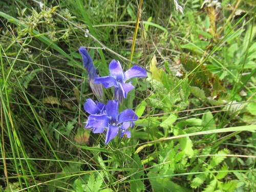 Barbed Gentian (Gentianopsis barbata)