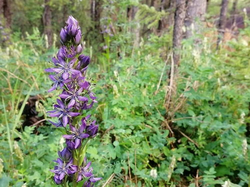 Swertia obtusa, photograph 4