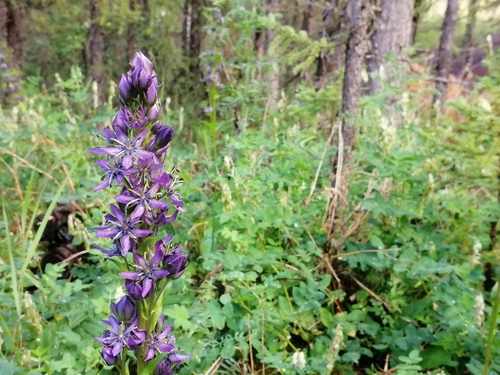 Swertia obtusa, photograph 5