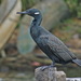 Indian Cormorant - Photo (c) vlad50, some rights reserved (CC BY-NC), uploaded by vlad50