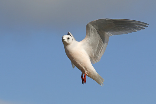 Mouette de Ross