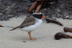 Thinornis novaeseelandiae