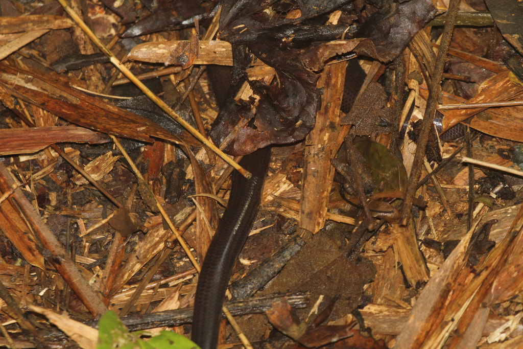 Anzahamaru Skink