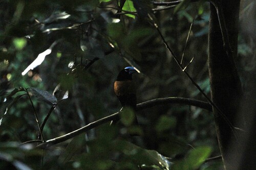 Helmet Vanga (Euryceros prevostii), photo 9