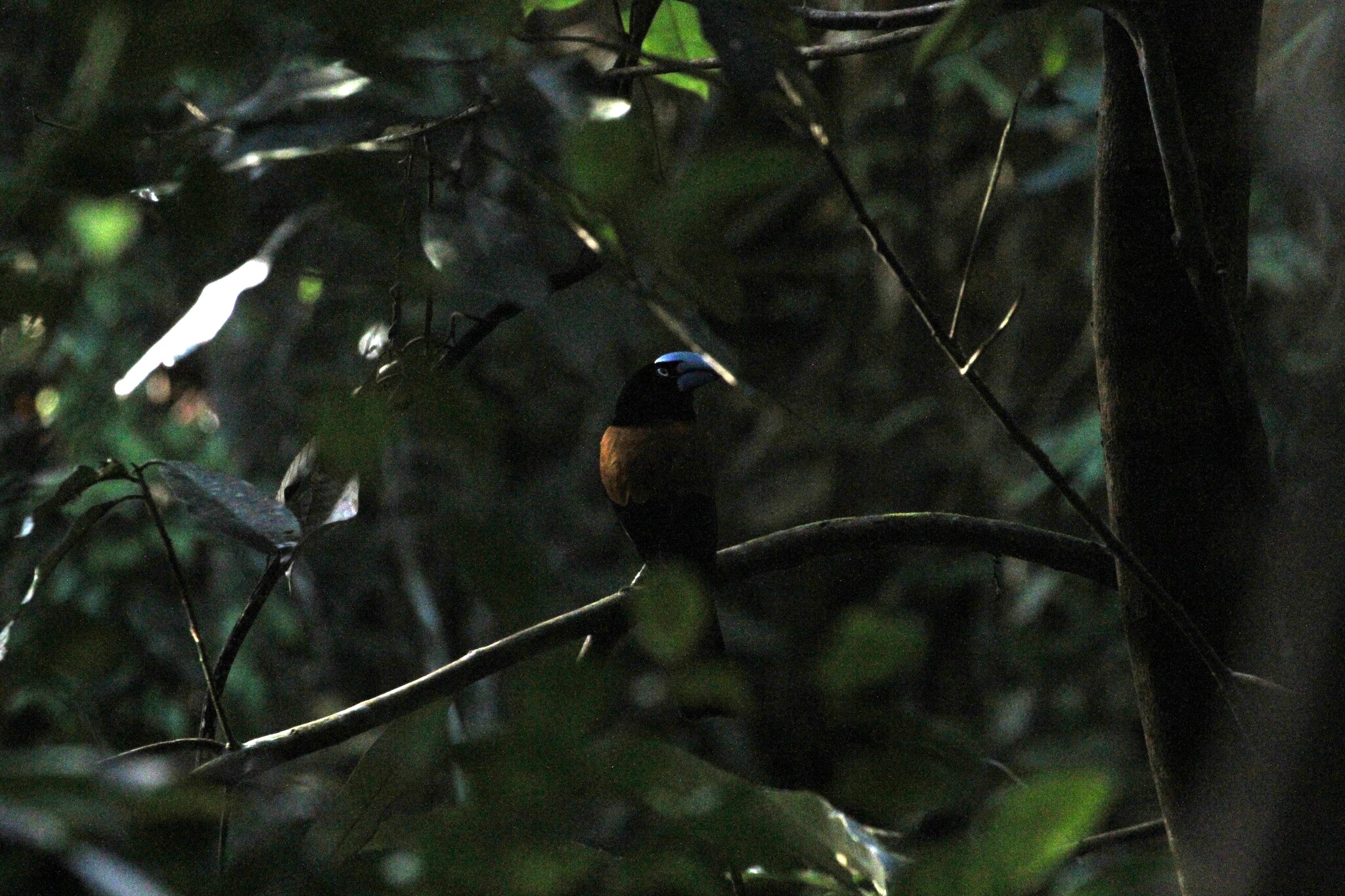 Helmet Vanga (Euryceros prevostii), photo 4