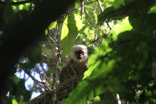 White-fronted Brown Lemur