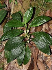 Pentaphragma ellipticum