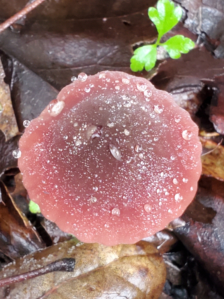 Marasmius plicatulus · December 2025 · photo: © arlenedevitt (iNaturalist, cc-by)