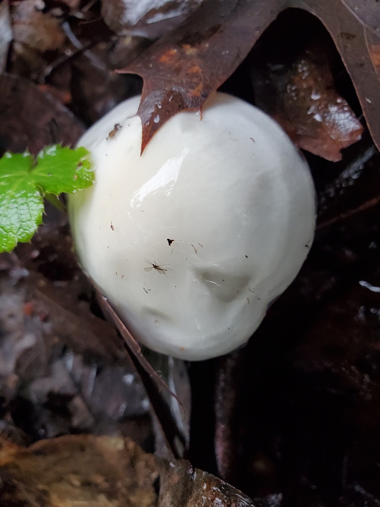 Hygrophorus eburneus · December 2025 · photo: © arlenedevitt (iNaturalist, cc-by)