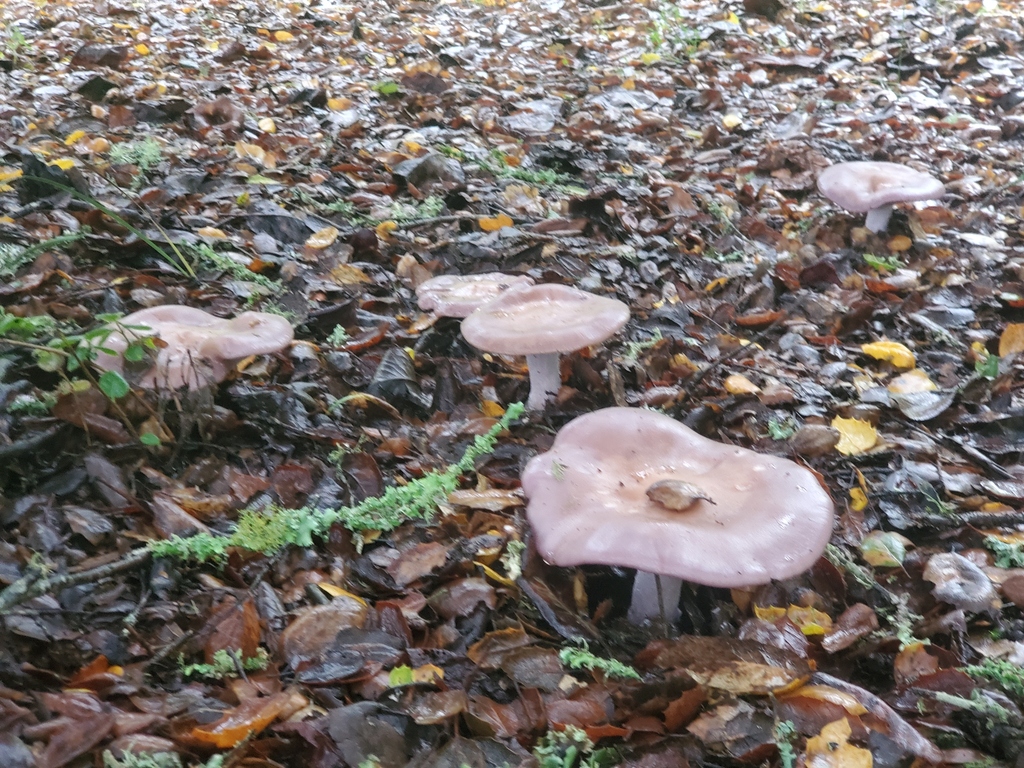 Collybia nuda · December 2025 · photo: © arlenedevitt (iNaturalist, cc-by)