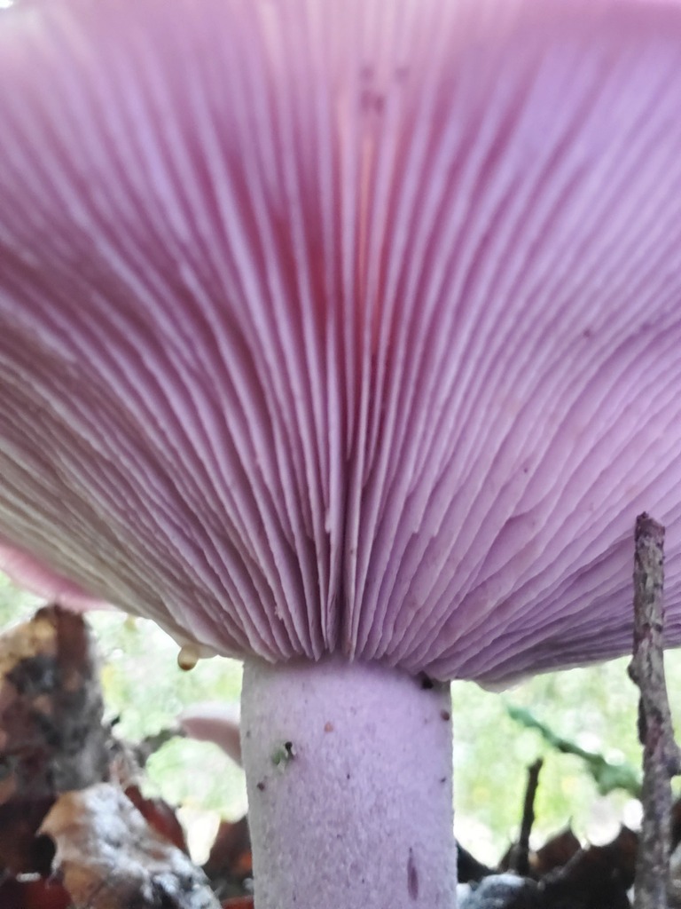 Collybia nuda · December 2025 · photo: © arlenedevitt (iNaturalist, cc-by)