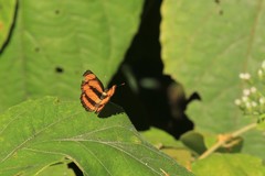 Pantoporia