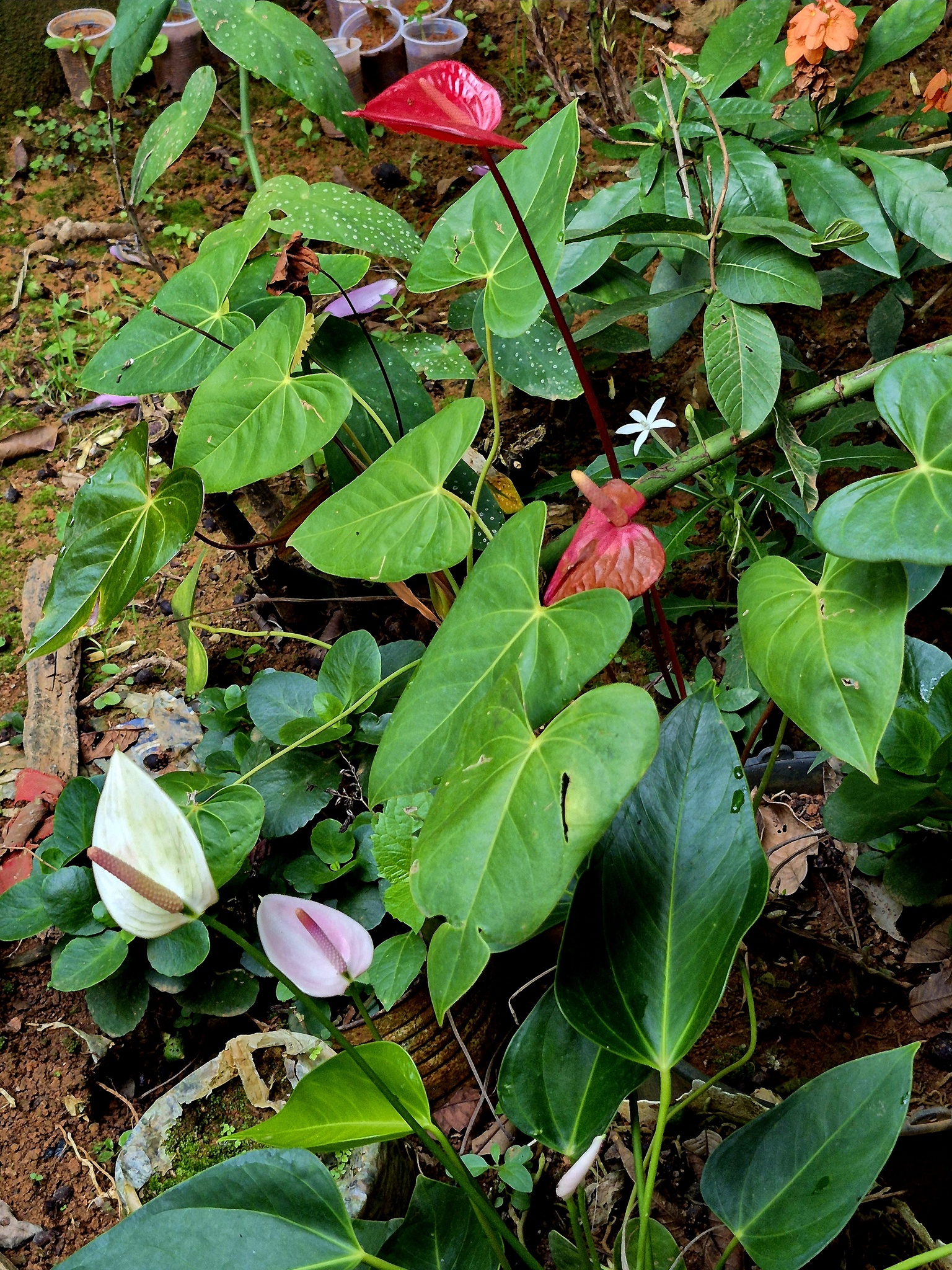 Anthurium andraeanum