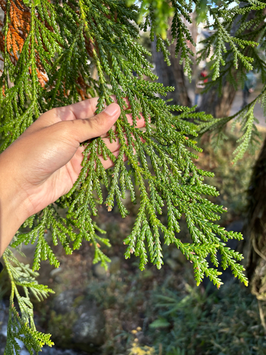hiba (Thujopsis dolabrata)