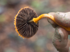 Agaricus crocopeplus