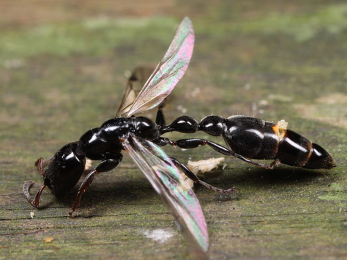 不羁细长蚁Tetraponera difficilis
