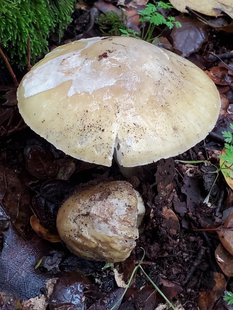 Amanita phalloides · December 2025 · photo: © arlenedevitt (iNaturalist, cc-by)