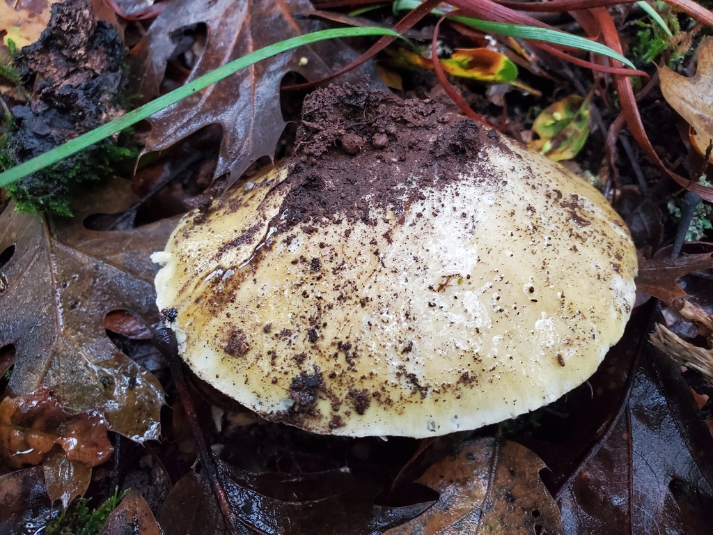 Amanita phalloides · December 2025 · photo: © arlenedevitt (iNaturalist, cc-by)