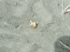 Dosima fascicularis