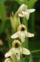 Habenaria heyneana