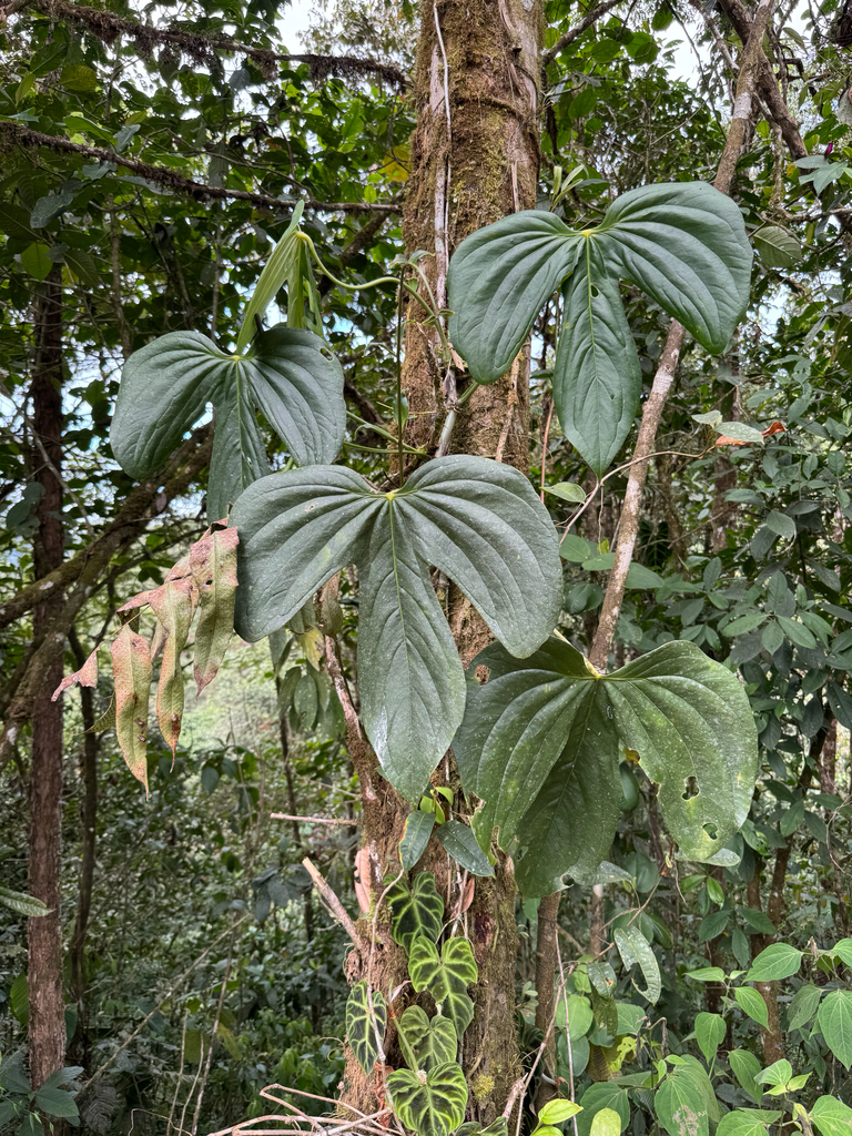 Anthurium truncicola Engl. 3
