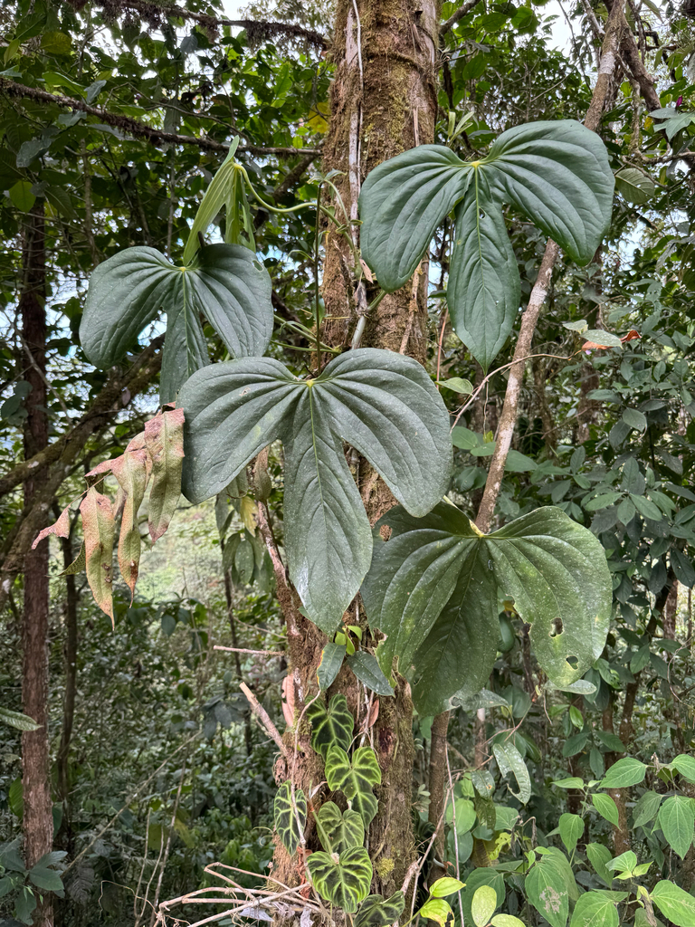 Anthurium truncicola Engl. 2