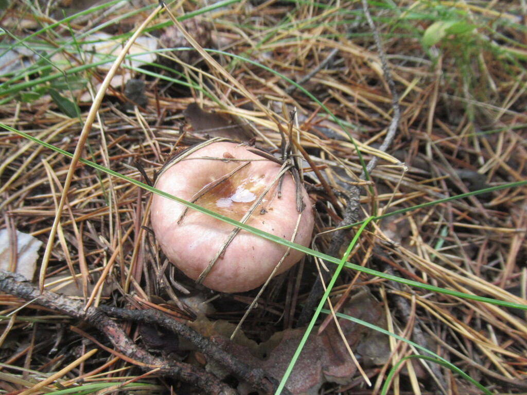 Russula vesca · August 2025 · photo: © smsergey (iNaturalist, cc-by-nc)